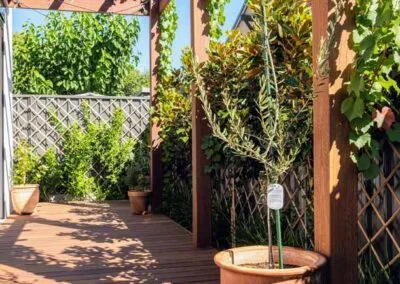 Overview of completed deck and pergola, Beulah Park