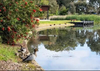 Timber boardwalk construction, Mount Barker waterfront